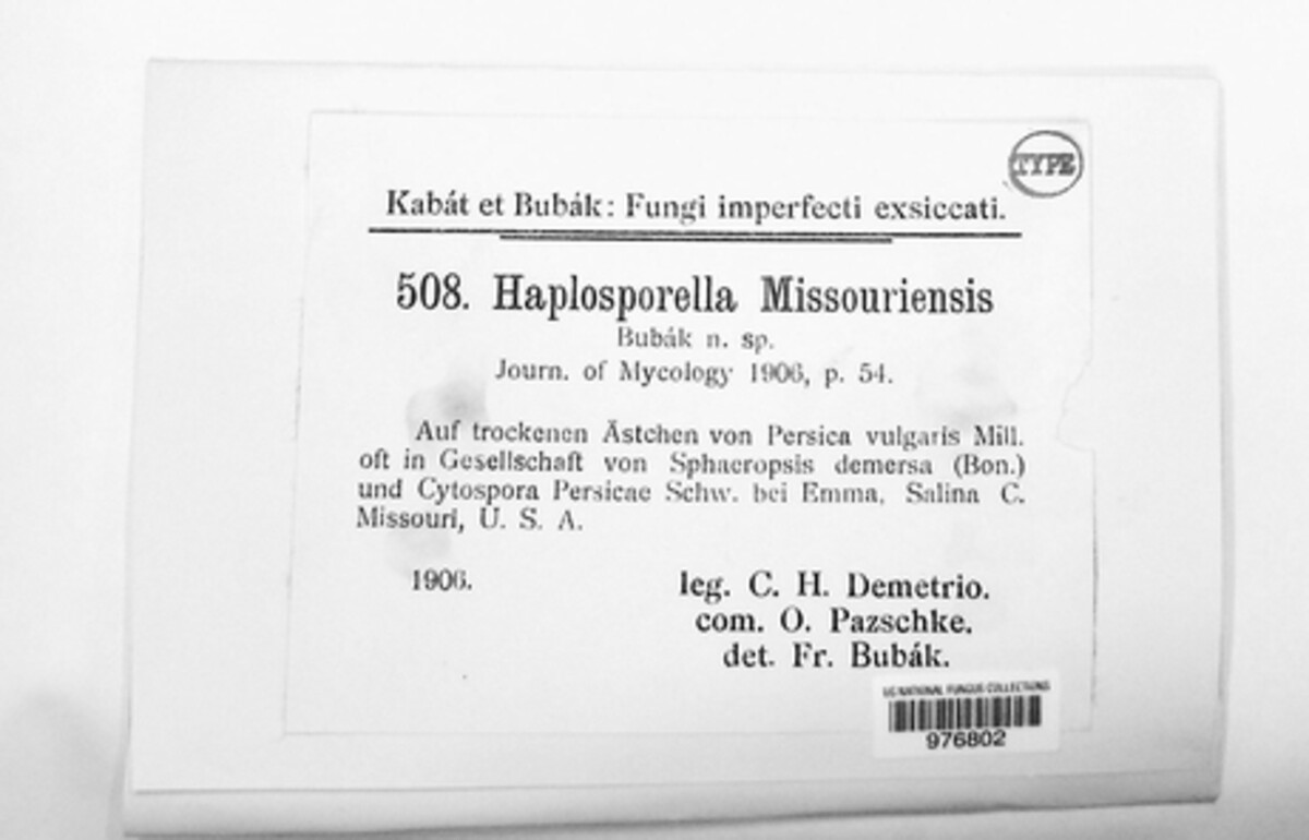 Aplosporella missouriensis image